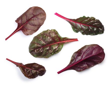 Top view of Leaves of Swiss chard or Mangold (Beta vulgaris subsp. Cicla-Group). Clipping paths, shadows separated