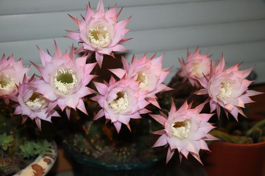 Cactus flower blooms. Beautiful white flower cactus