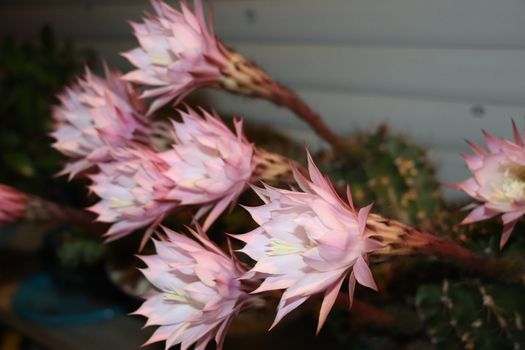 Cactus flower blooms. Beautiful white flower cactus