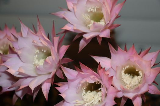Cactus flower blooms. Beautiful white flower cactus