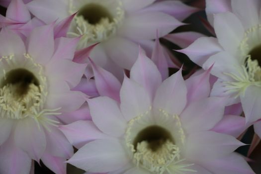 Cactus flower blooms. Beautiful white flower cactus