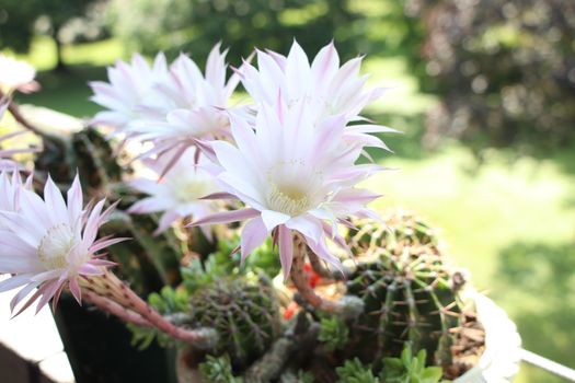 Cactus flower blooms. Beautiful white flower cactus