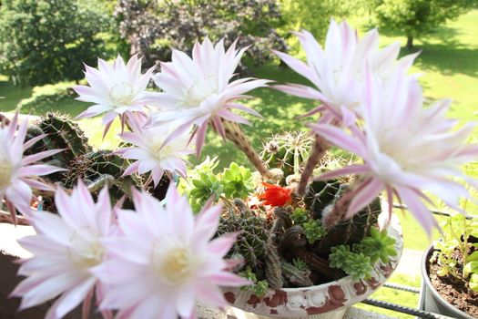 Cactus flower blooms. Beautiful white flower cactus