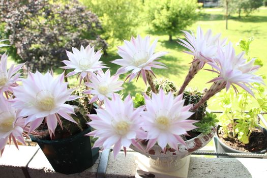 Cactus flower blooms. Beautiful white flower cactus