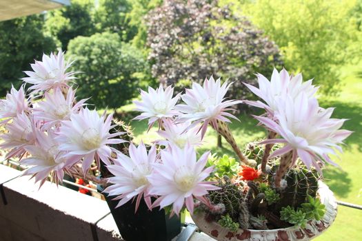 Cactus flower blooms. Beautiful white flower cactus