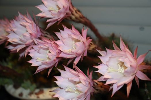 Cactus flower blooms. Beautiful white flower cactus