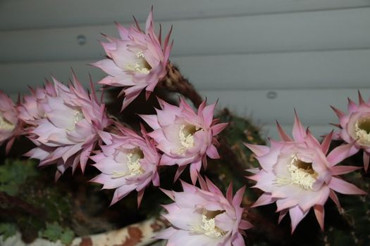 Cactus flower blooms. Beautiful white flower cactus