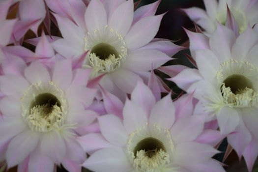 Cactus flower blooms. Beautiful white flower cactus