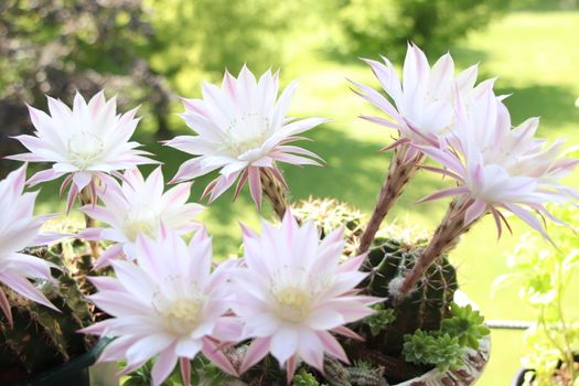 Cactus flower blooms. Beautiful white flower cactus