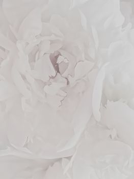 White peony flower as abstract floral background for holiday branding design