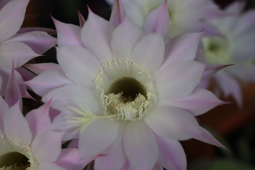 Cactus flower blooms. Beautiful white flower cactus