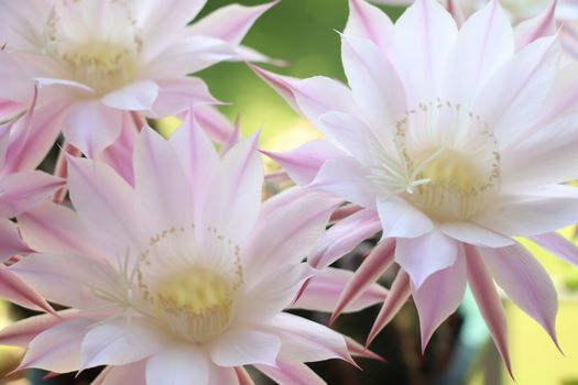 Cactus flower blooms. Beautiful white flower cactus