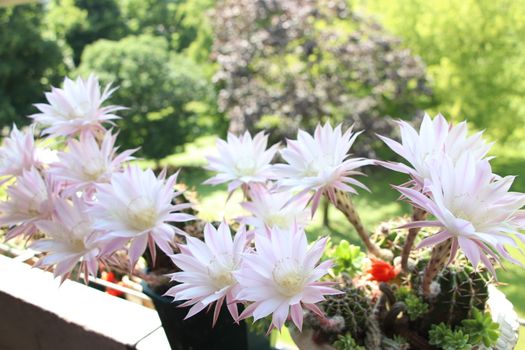 Cactus flower blooms. Beautiful white flower cactus