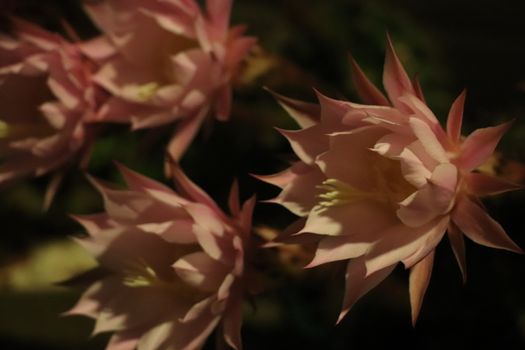 Cactus flower blooms. Beautiful white flower cactus