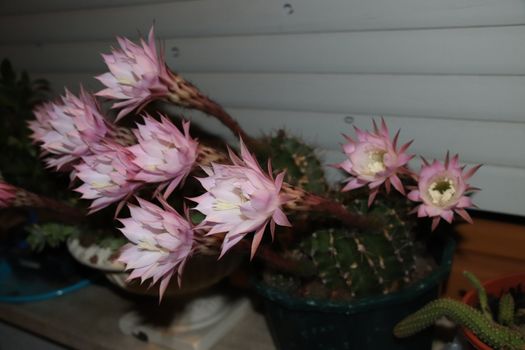 Cactus flower blooms. Beautiful white flower cactus