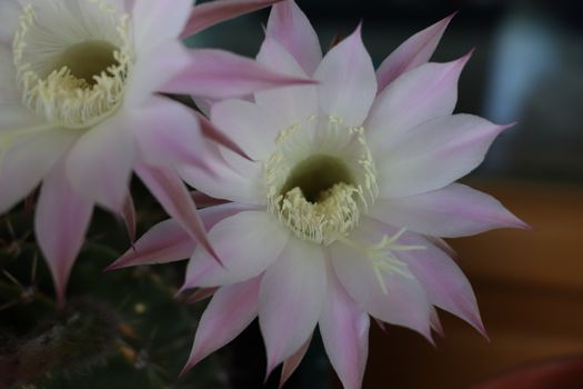 Cactus flower blooms. Beautiful white flower cactus