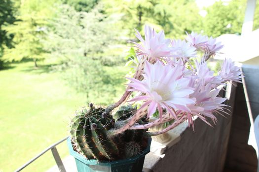 Cactus flower blooms. Beautiful white flower cactus