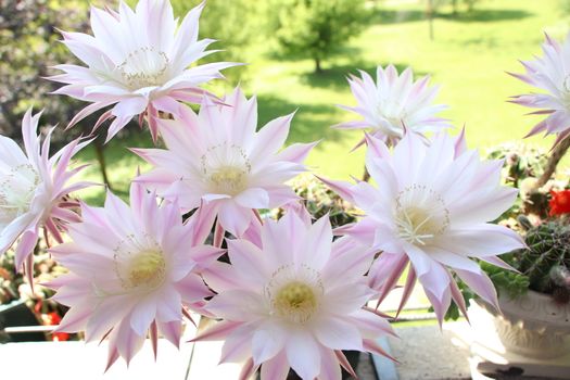 Cactus flower blooms. Beautiful white flower cactus