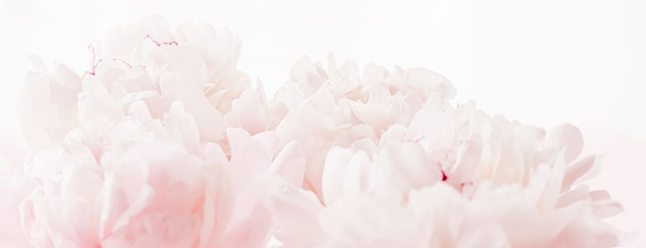 Peony flowers in bloom as floral art on pink background, wedding flatlay and luxury branding design