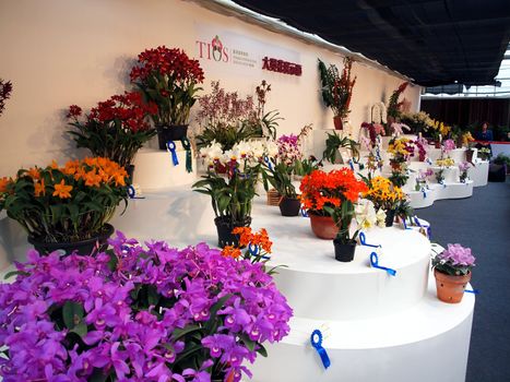 TAINAN, TAIWAN - MARCH 14: Award winning flower exhibits are on display at the 2013 Taiwan International Orchid Show on March 14, 2013 in Tainan.
