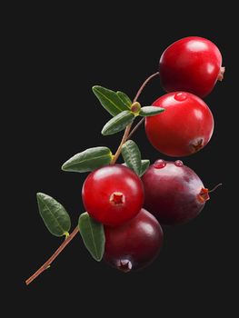 Cranberry branch (Vaccinium oxycoccus), superposition. Clipping path