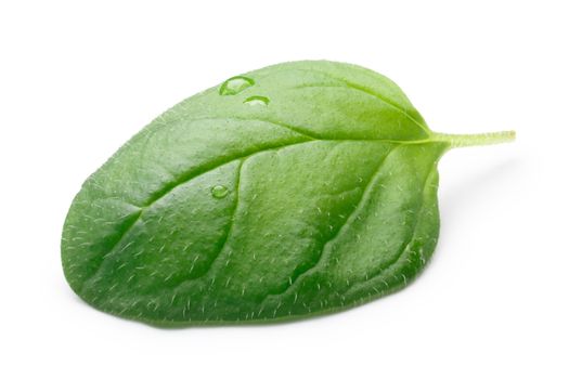 Oregano leaf (Origanum vulgare) with few droplets. Clipping paths, shadow separated