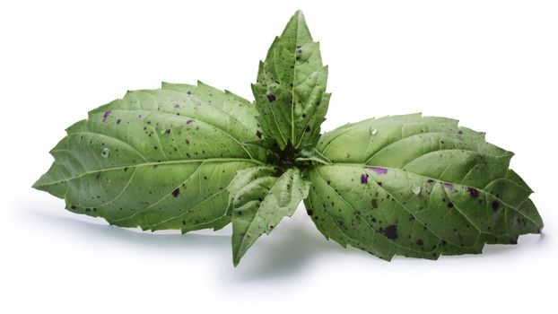 Green purple patchy basil leaves (Ocimum basilicum), slightly ruffled. Clipping paths, shadow separated