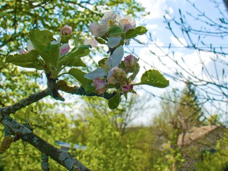 fleurs de pommiers