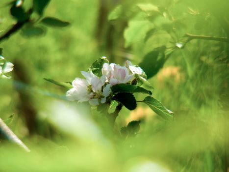 fleurs de pommiers