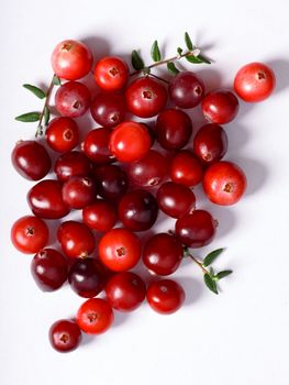 Wild cranberries (Vaccinium oxycoccus) on plain white backdrop, top view. Shallow depth of field