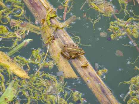 grenouille ,ecopole,loire,france