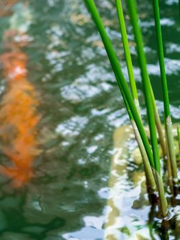 Cyperus Umbrella plant and the reflection of light on water surface