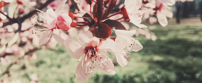 Vintage background of apple tree flowers bloom, floral blossom in sunny spring