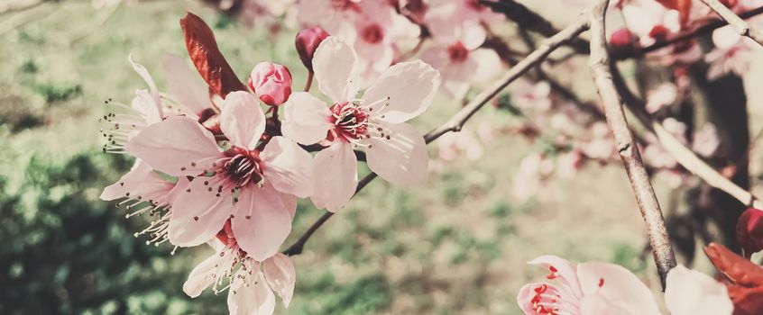 Vintage background of apple tree flowers bloom, floral blossom in sunny spring