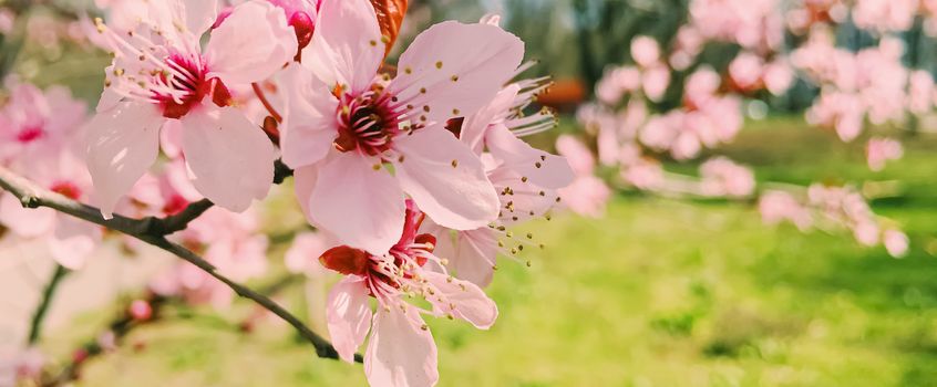 Apple tree flowers bloom, floral blossom in sunny spring