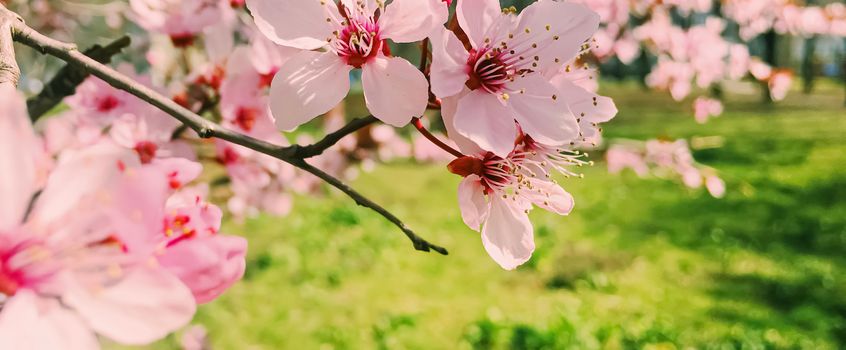 Apple tree flowers bloom, floral blossom in sunny spring