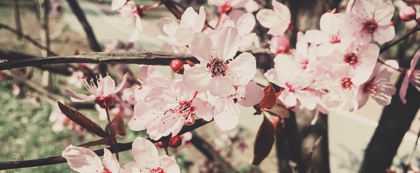 Vintage background of apple tree flowers bloom, floral blossom in sunny spring