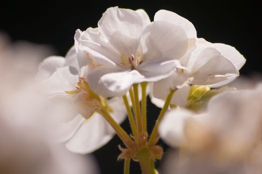 geranium