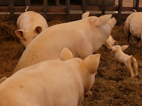 Pig breeding. Small and large piglets of a fake stable.