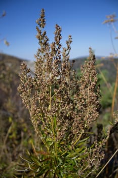 Two Eryngium monocephalum, Beautiful dry thistle bloom plant on volcano, dry, climate, mountain range, summit, macro close up, foreground, background mountains