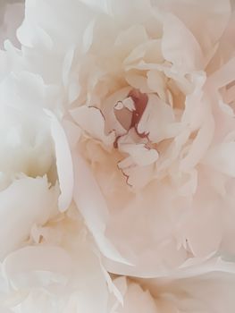 Beige peony flower as abstract floral background for holiday branding design