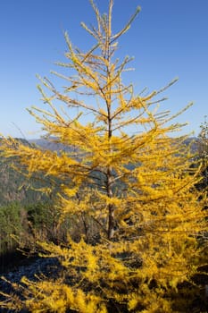 Amazing autumn rural landscape with yellow trees on foreground and mountain hills on background. Dolomite Alps, Italy