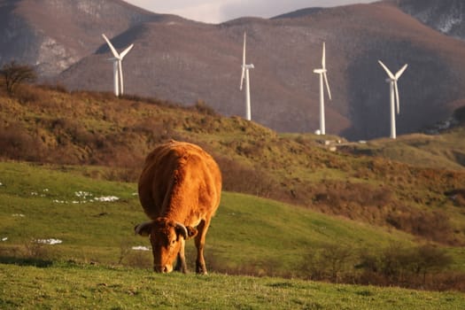 Passo Centocroci, La Spezia, Italy About 11/2015. Cow grazes on a lawn in front of a row of wind generators.