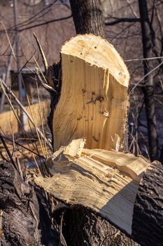 Broken tree close-up. Cut down a tree close up of wood slivers after cutting.