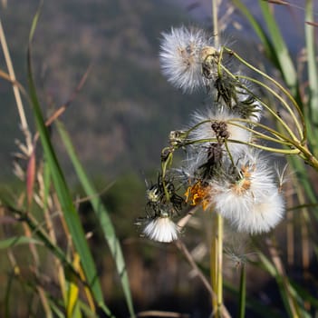 Two Eryngium monocephalum, Beautiful dry thistle bloom plant on volcano, dry, climate, mountain range, summit, macro close up, foreground, background mountains