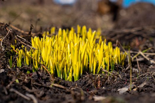 The green shoots of Daffodils in the spring. Daffodils sprout through the ground in spring.