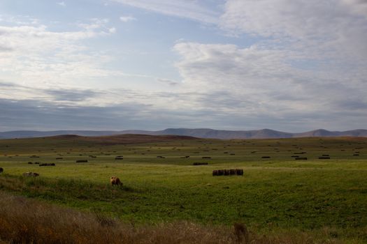 A spacious green field where cows graze.
