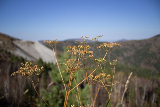 Two Eryngium monocephalum, Beautiful dry thistle bloom plant on volcano, dry, climate, mountain range, summit, macro close up, foreground, background mountains