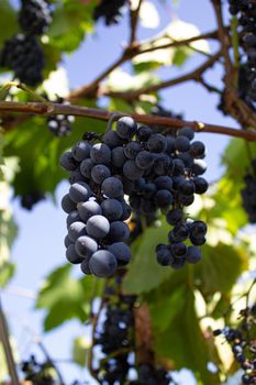 Clusters of red grapes on a vine. The harvest of the grapes. Viniculture.