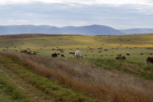 A spacious green field where cows graze.